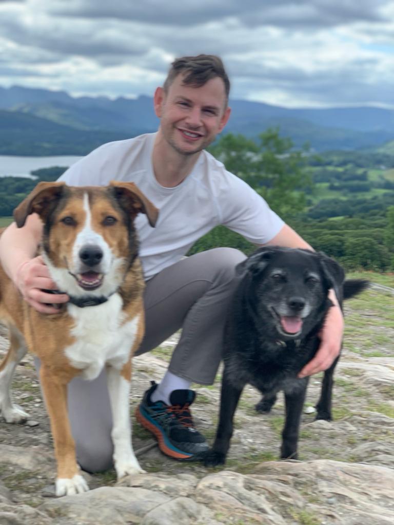 Group of dogs on a walk